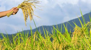 Agriculture & Farming category on SoldGH Ghana
