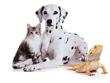 Animals & Pets category on SoldGH Ghana