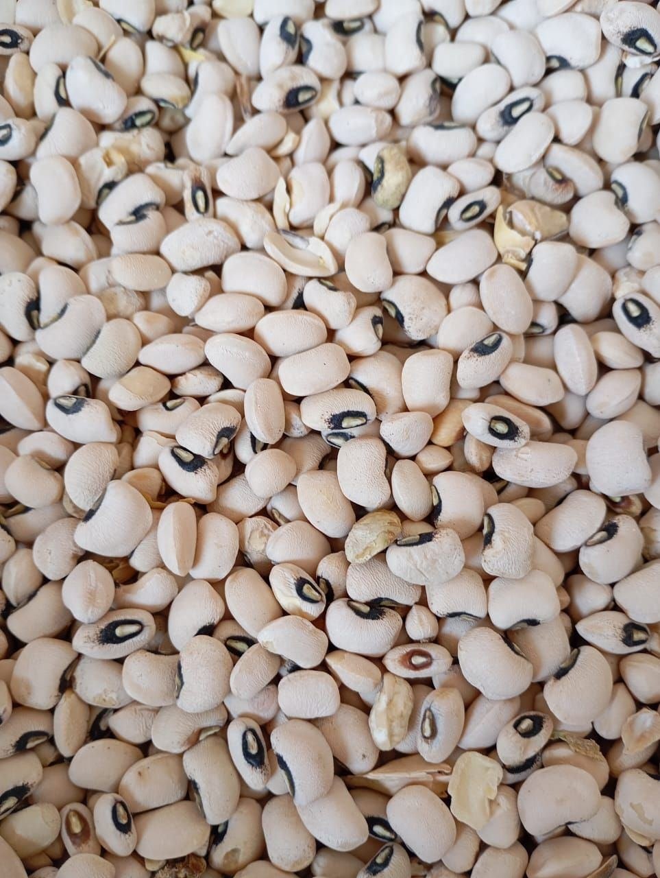 Beans - Image 2