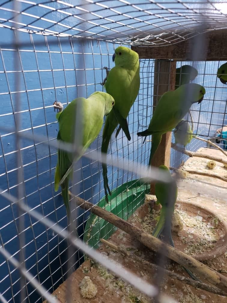 contact me for all your parots - Image 3