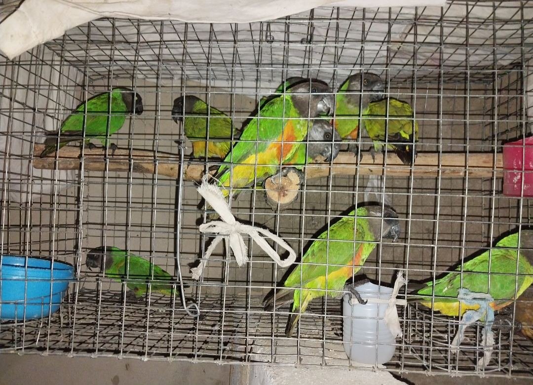 contact me for all your parots for sale in Ghana