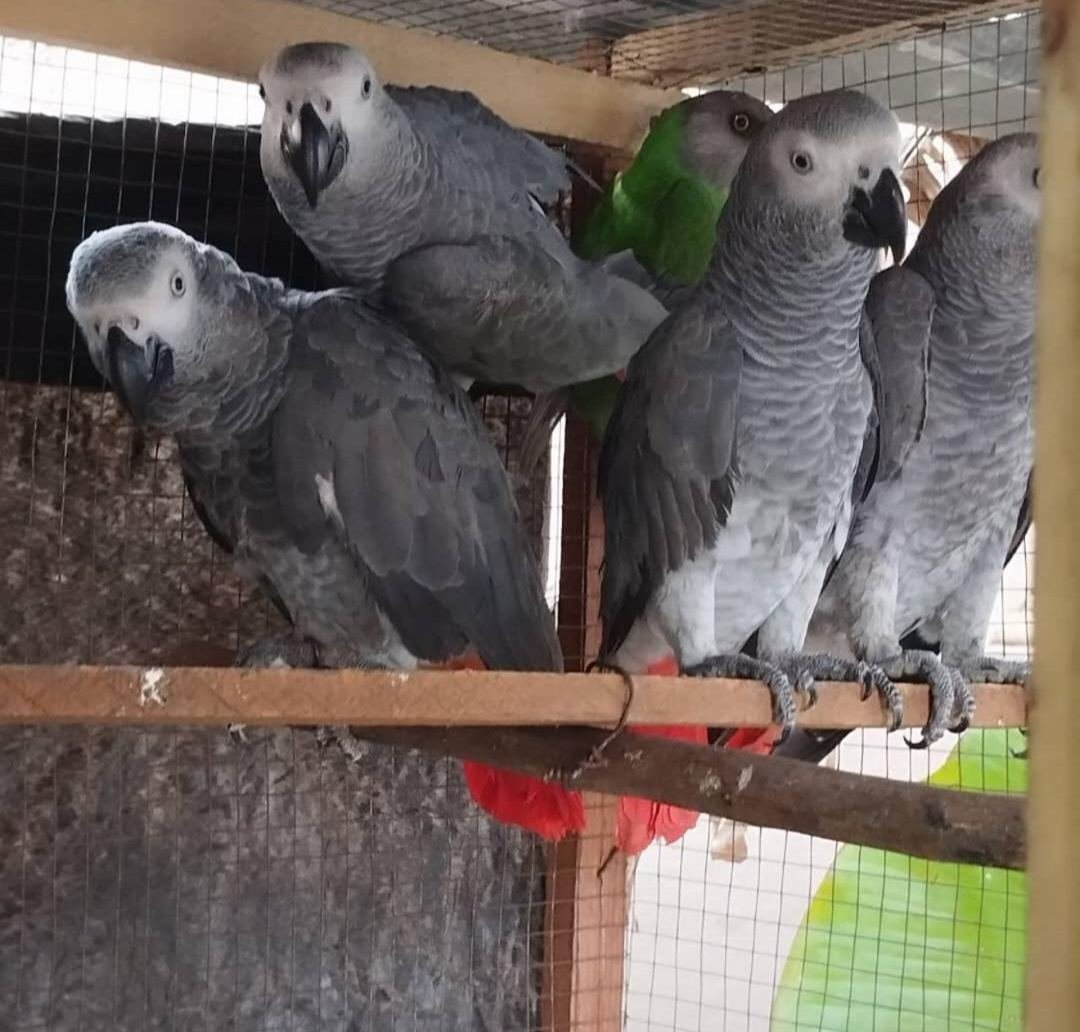 contact me for all your parots - Image 2